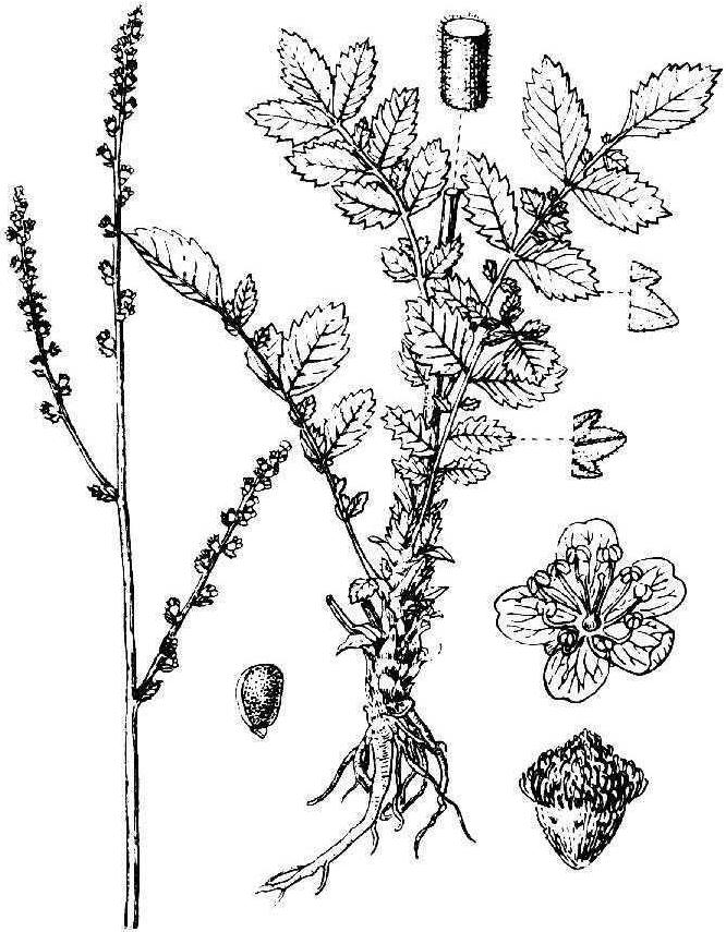 仙鶴草